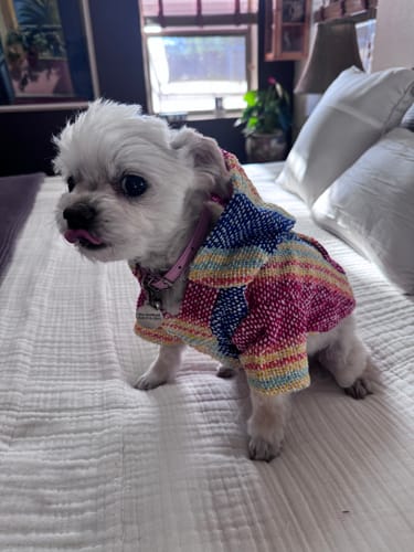 Customer photo review of Playa Poncho – Parrotfish