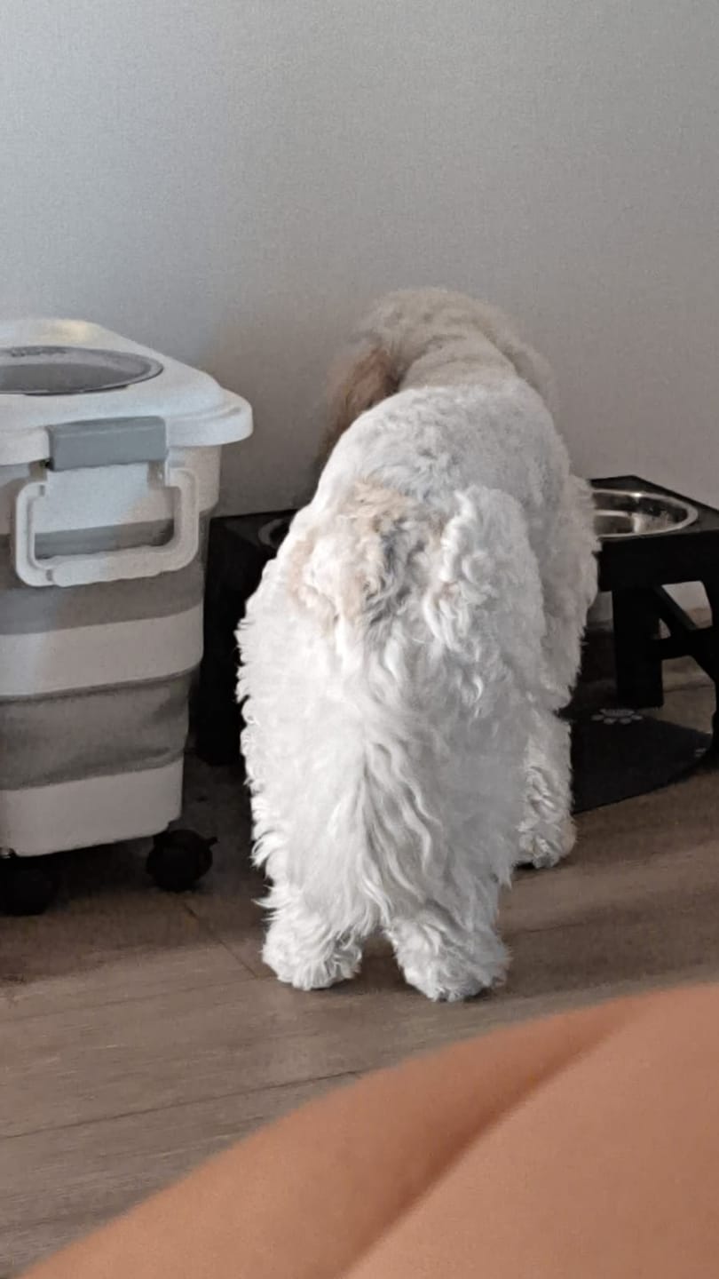Customer photo review of Contenedor Hermético THE DOGS — Alimento fresco y sin olores