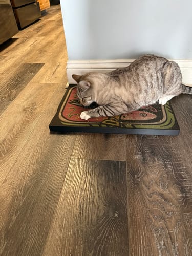 Customer photo review of Sardine Tin - Luxury Cat Scratching Board