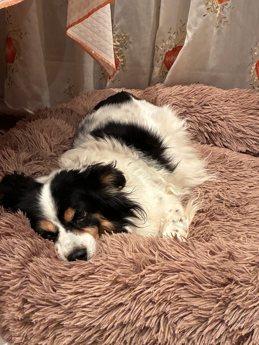 Customer photo review of Mellowpurr Huzurlu Paws Yatağı | Süper Yumuşak