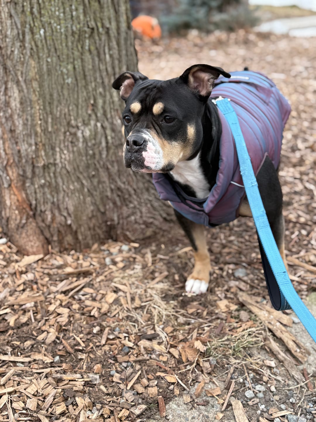 Customer photo review of WarmShield Water-Resistant Jacket - Cosmic