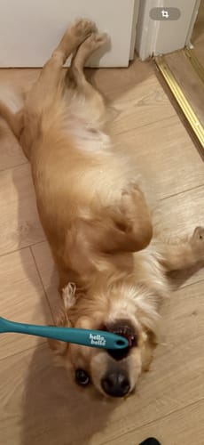 Customer photo review of Frischfutter für Energiebedarf von 476 kCal/Tag