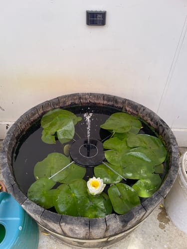 Customer photo review of AhiSpring™ | Solar Garden Fountain