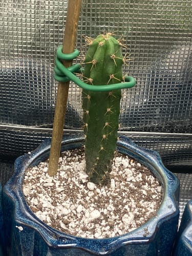 Customer photo review of Trichocereus Bridgesii | Bolivian Torch Cactus