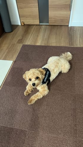 Customer photo review of FunFunPet 高機能ハーネス（お名前タグ作成サービス付き）