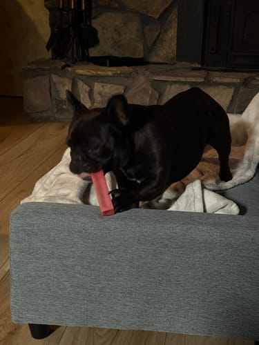 Customer's black French bulldog chewing on a pink Strawberry Yak Chew while on a grey couch.