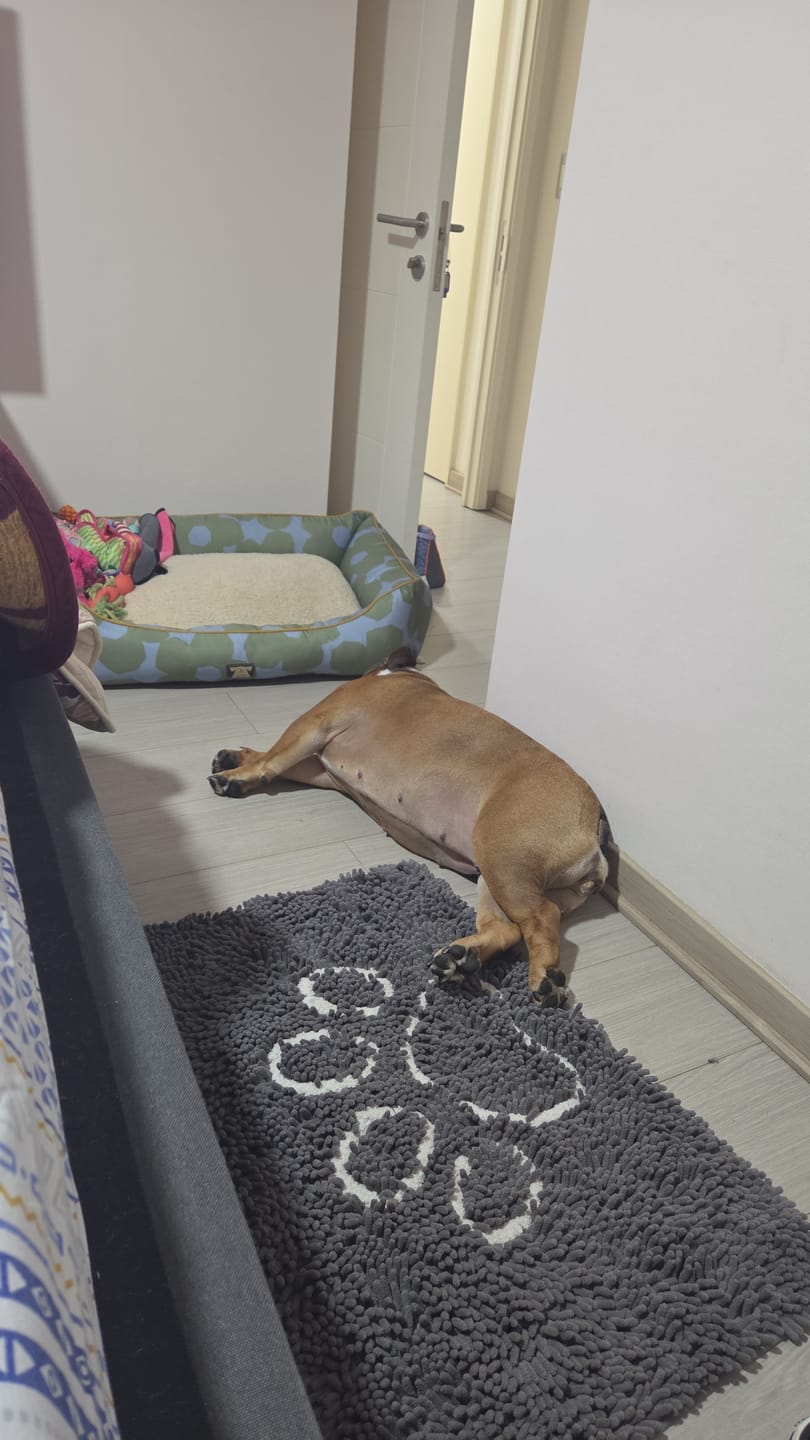 Customer photo review of Tapete Ultra absorbente THE DOGS