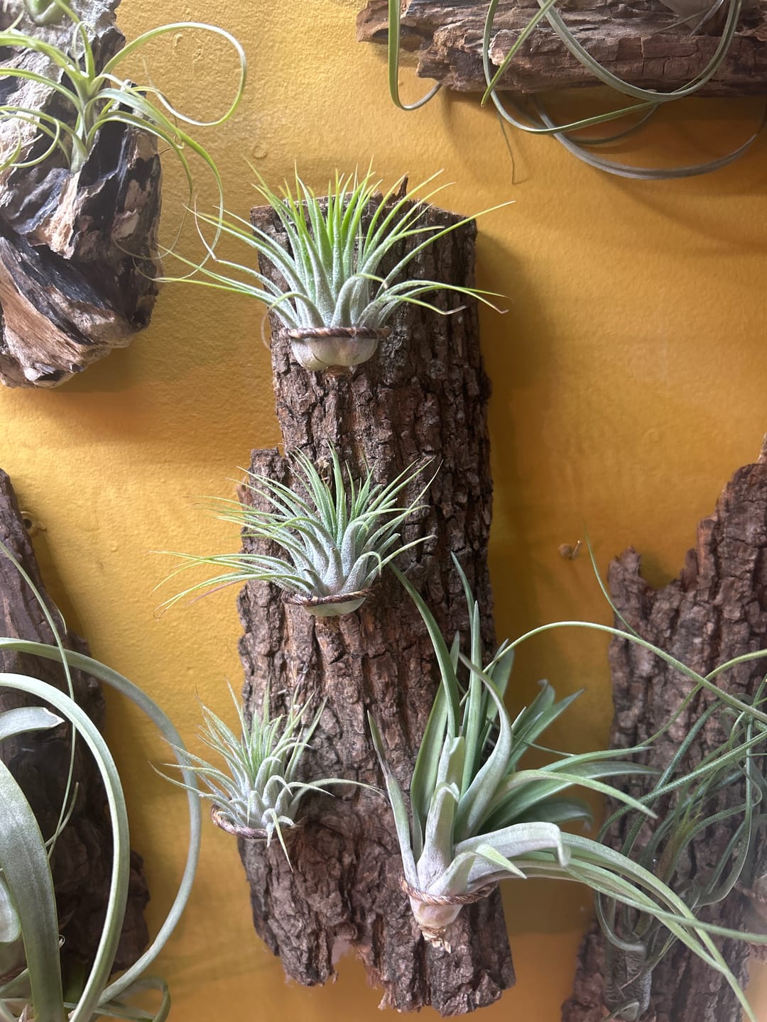 Customer photo review of B Quality Ionantha Variety 3 Pack  ($0.75 Per Plant)