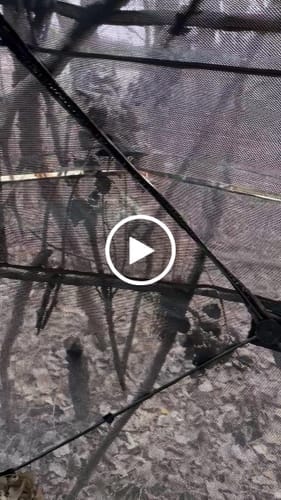 Customer photo review of VisMax See Through Blind | 270° Pop Up 3-4 Man Deer Blind | Portable Ground Blind Hunting for Sale with Hunters Comfort Design