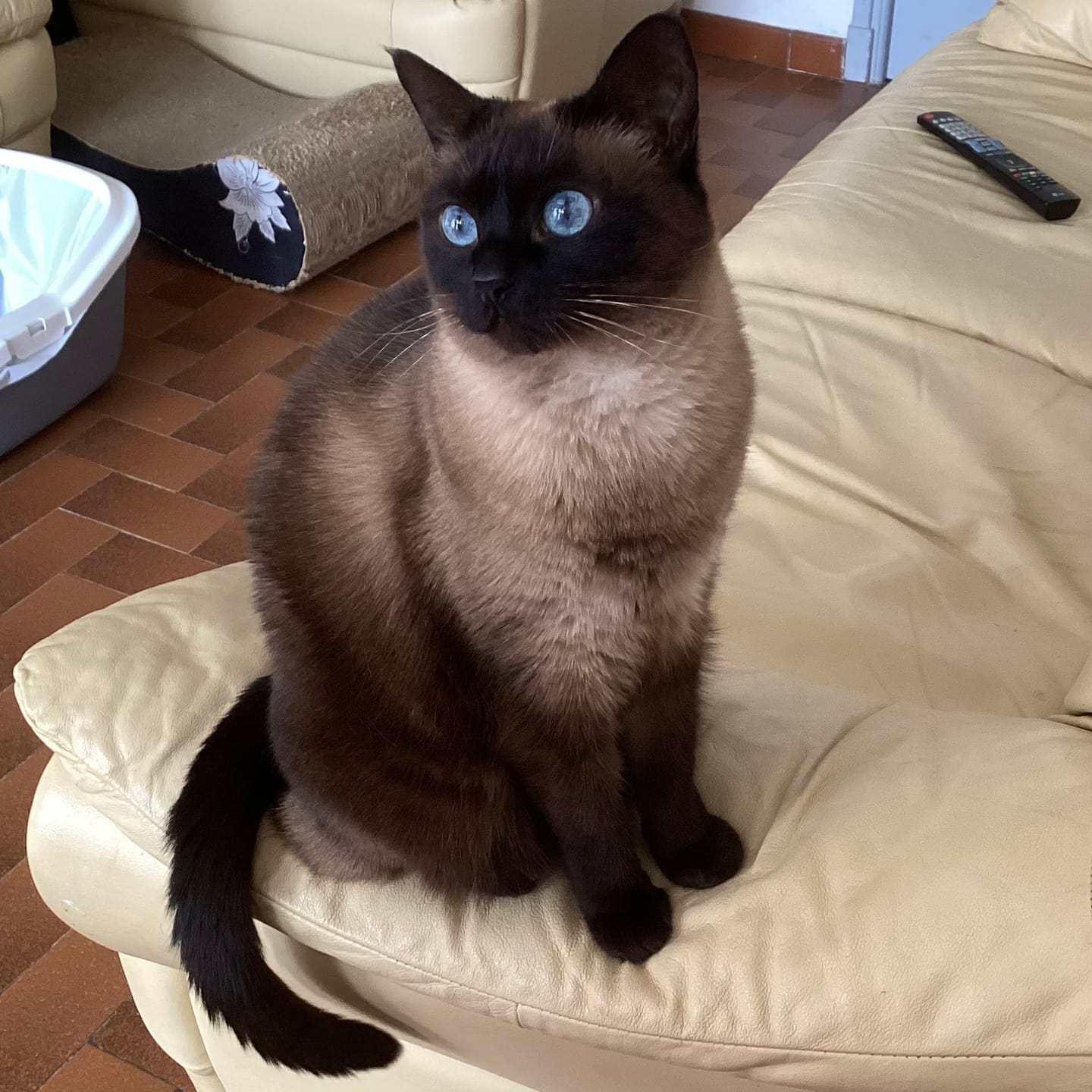 Customer photo review of Toile personnalisée - Portrait royal