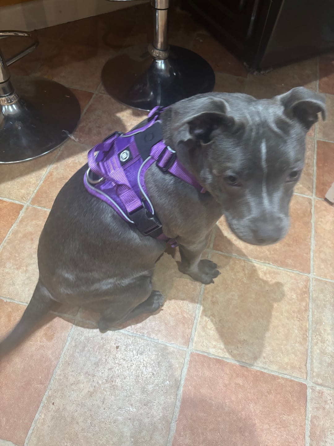 Customer photo review of Anti Pull Hurricane Harness Lighter | With Handle - Purple
