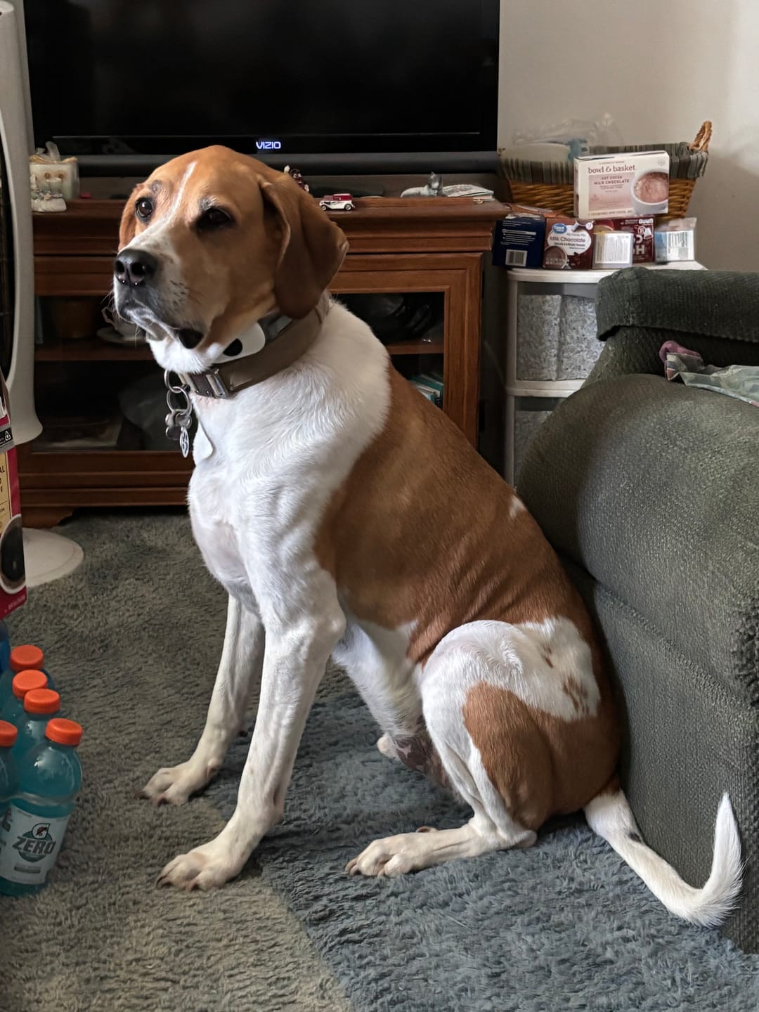 Customer photo review of 10-12 Inch Champion Chew