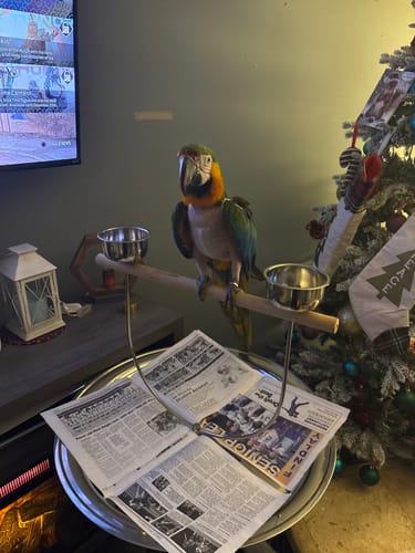 Customer photo review of Kings Cages Metal playstand PP B72  51X28X28