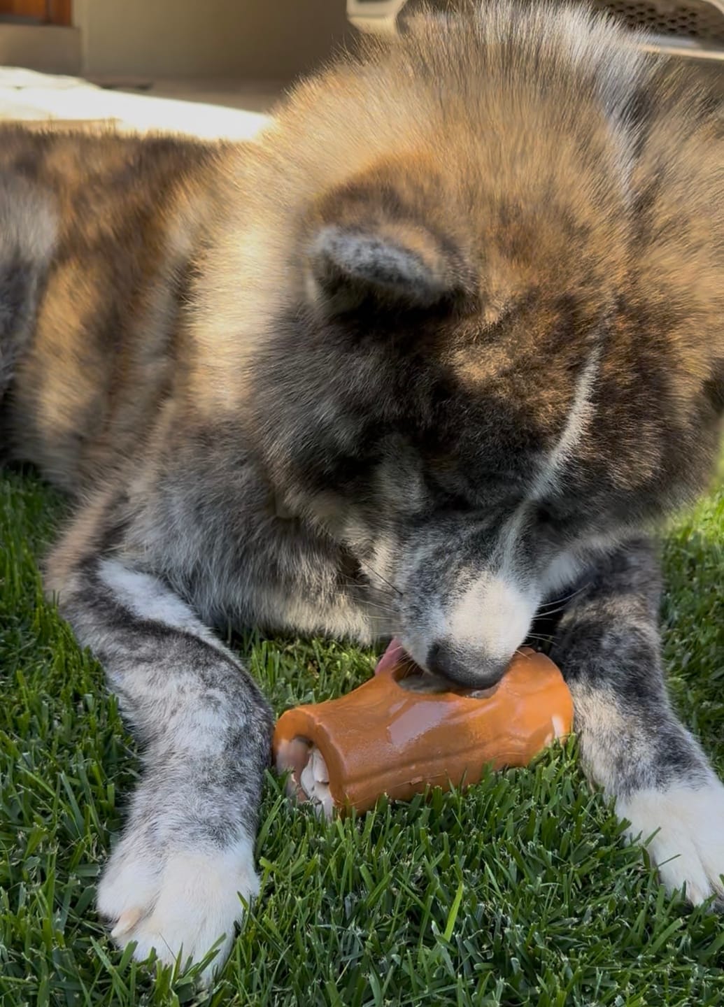 Customer photo review of Tronco Mágico THE DOGS — Calma con Snacks Congelados
