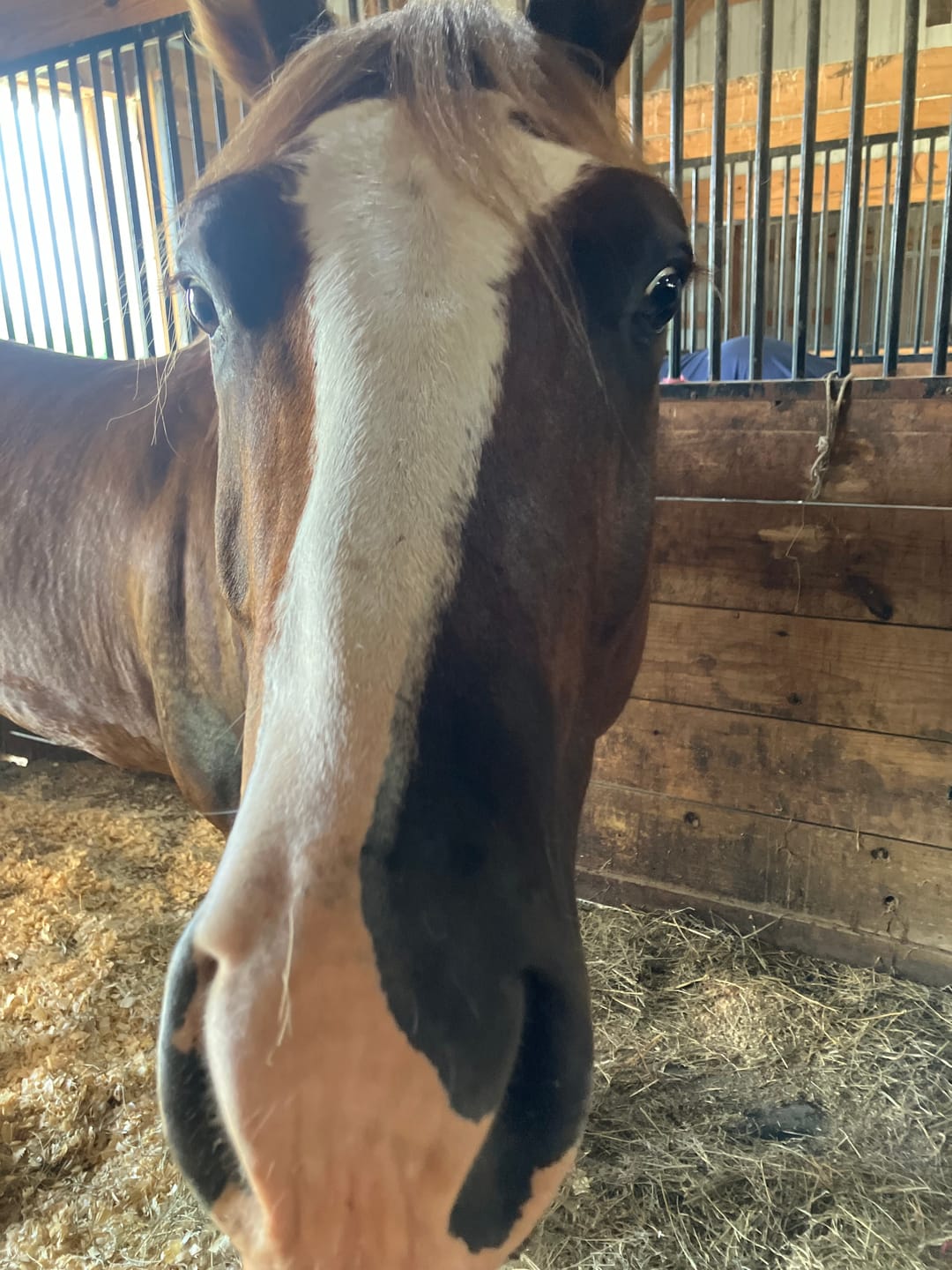 Customer photo review of Equine Aloe Vera Juice