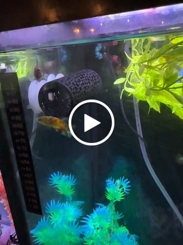 Customer video review of Female Betta Fish Koi Nemo Neon Plakat