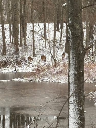 Customer photo review of VisMax See Through 3-4 Person Hunting Blind, Pop Up Ground Deer Blind