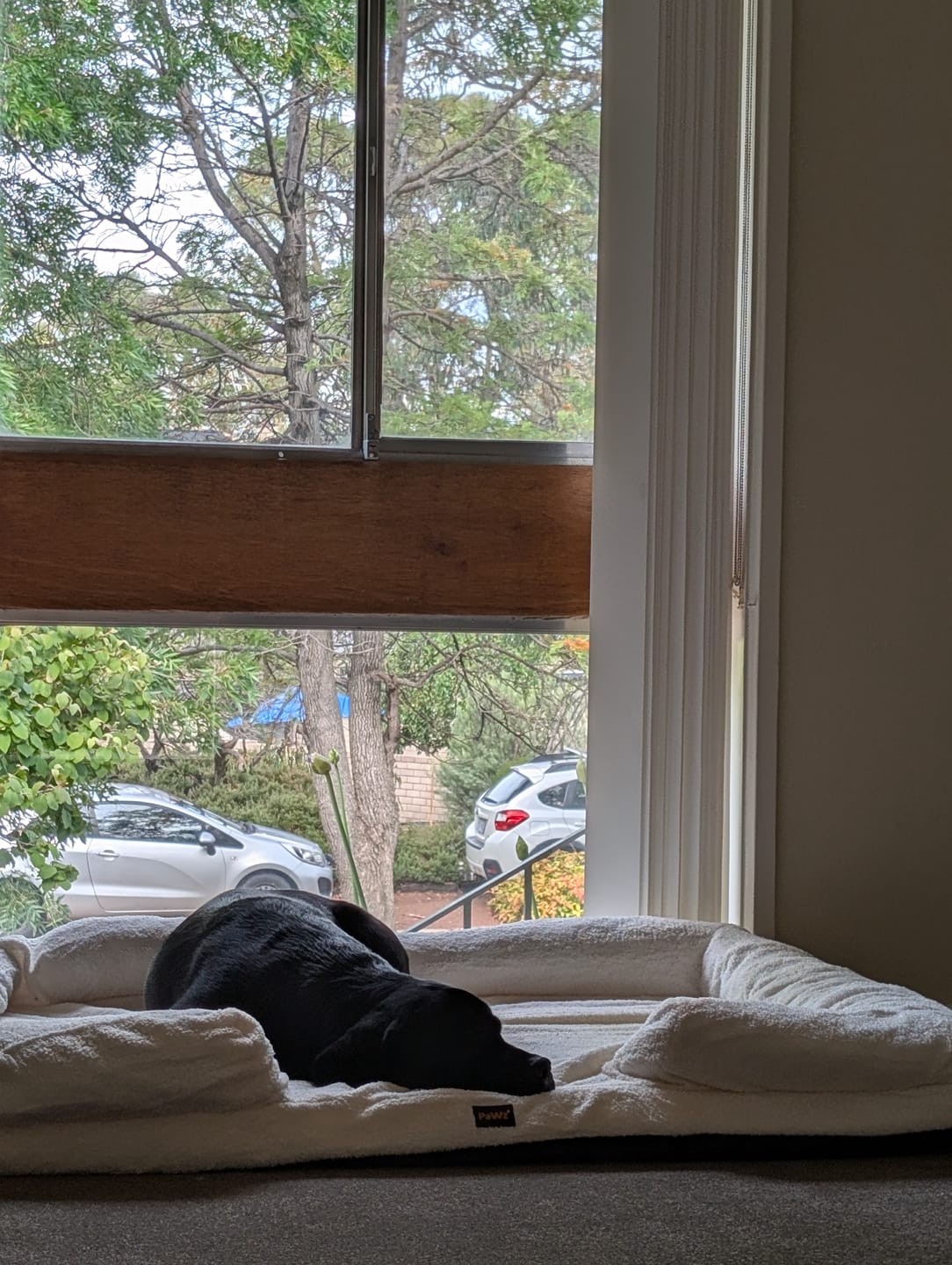 Customer photo review of Pet Boucle Bed for Dog & Cat