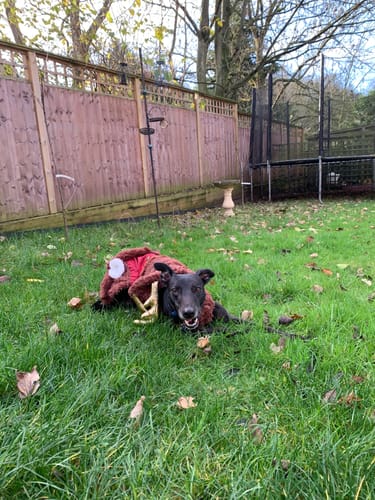 Customer photo review of Rechargeable Light-Up Dog Safety Collars