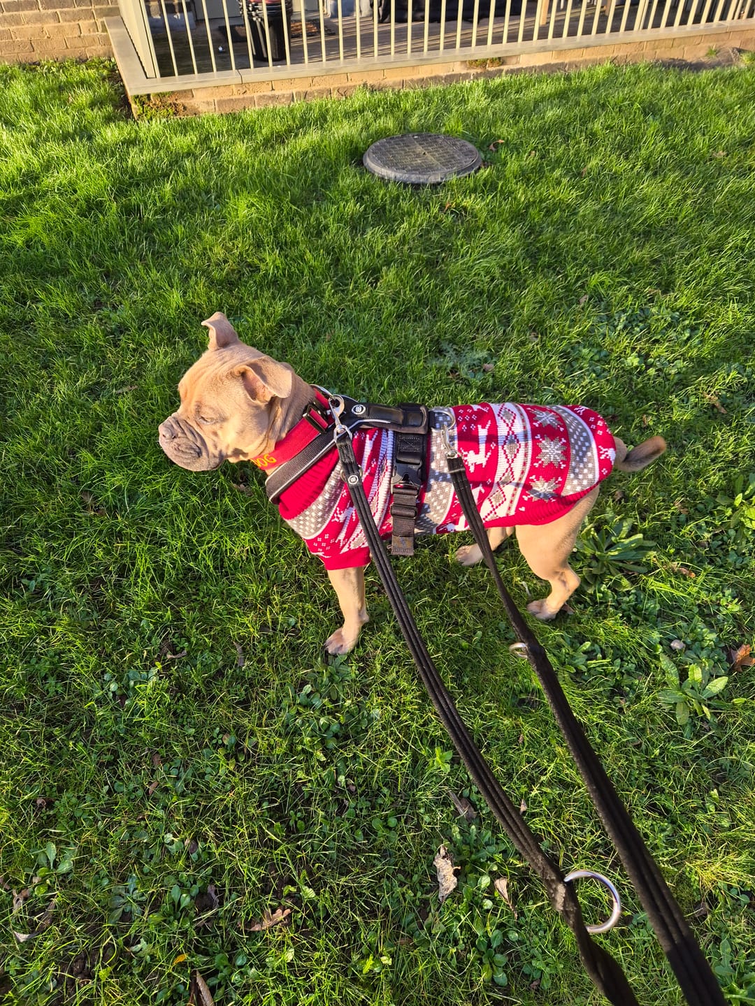 Customer photo review of Training Double Ended Dog Lead | 2m Length -  Black