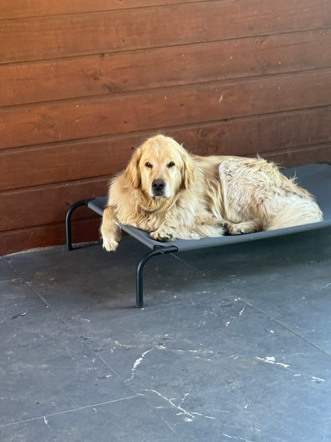 Customer photo review of Cama Elevada THE DOGS: Frescura y Ventilación