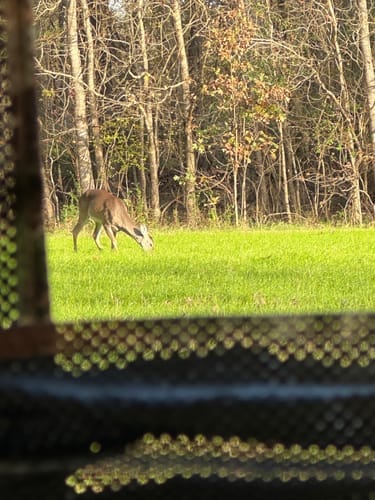 Customer photo review of VisX See Through 300D Hunting Blind 2-3 Person Pop Up Ground Deer Blind