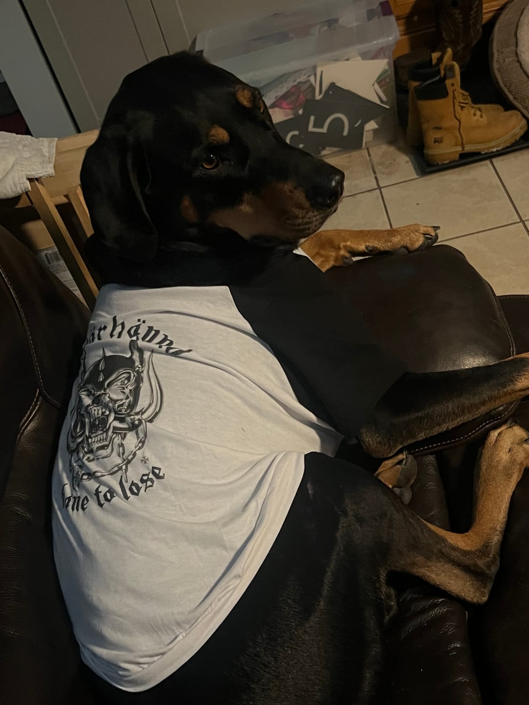 Customer photo review of Motorhound Raglan Dog Tee