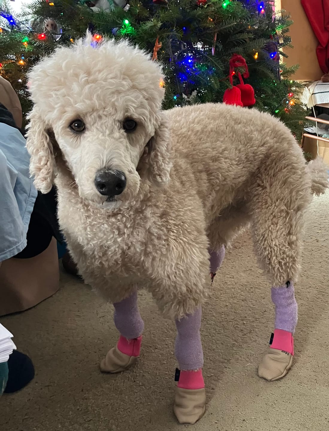 Customer photo review of Stretchy Fleece Dog Leg Warmer Sleeves - Purple