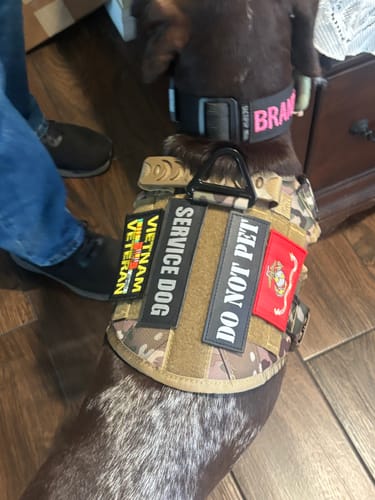 Customer's service dog wearing a camo tactical harness with 'Service Dog' and 'Vietnam Veteran' patches.