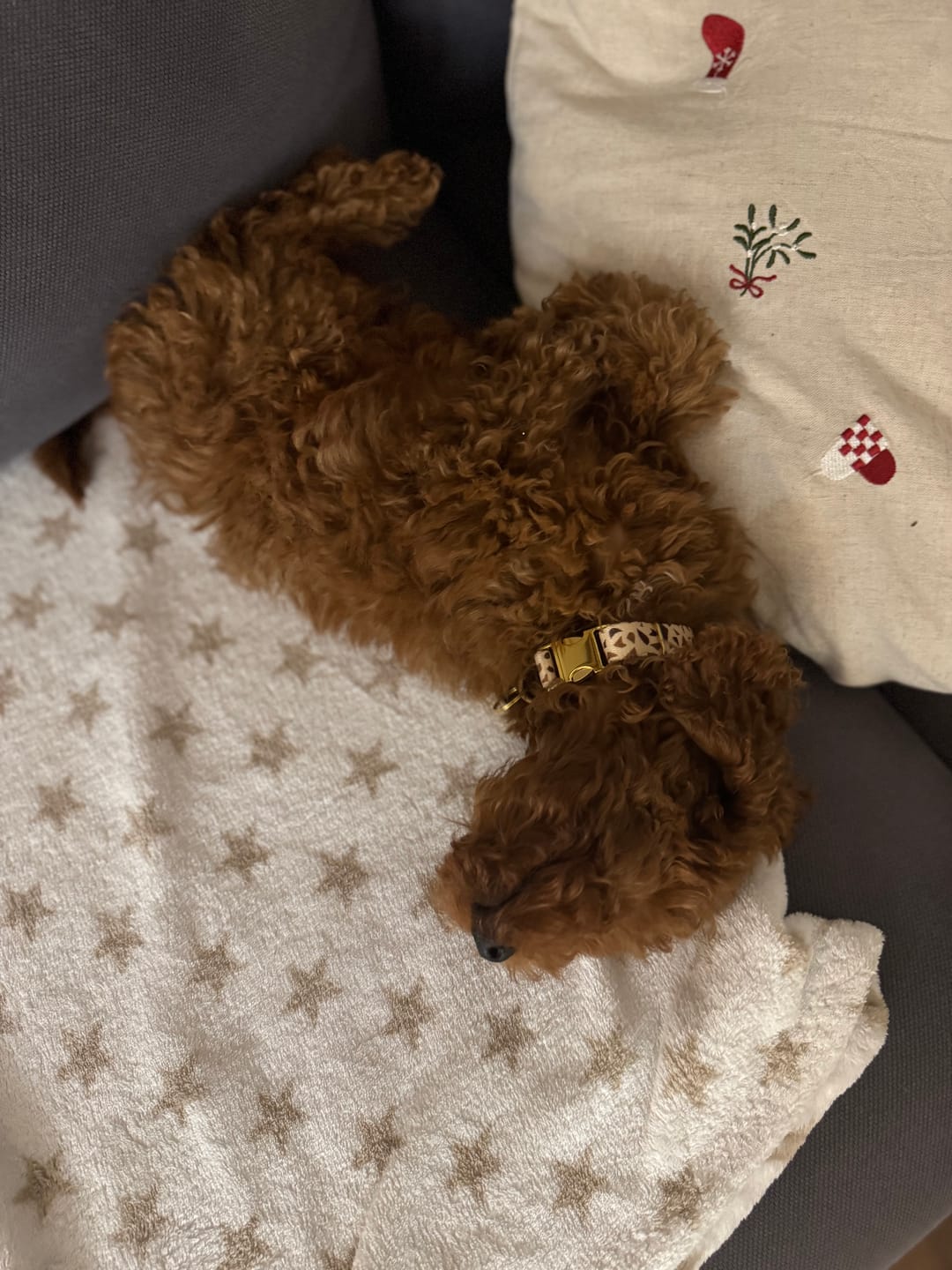 Customer photo review of Obroża "Beige Terrazzo" - złote okucia