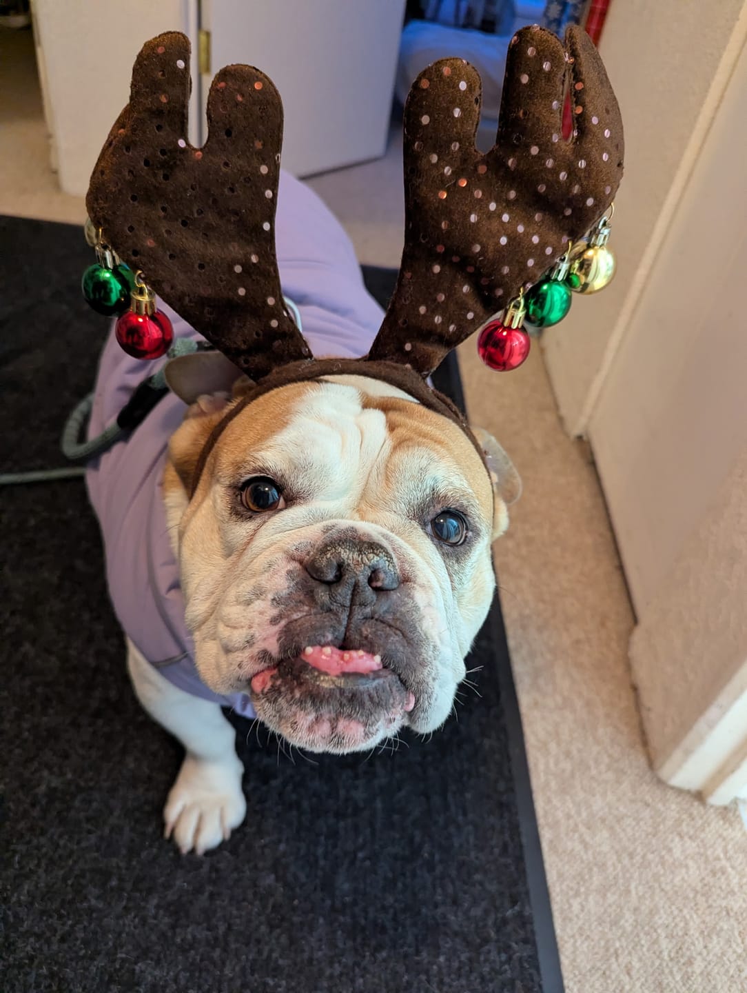 Customer photo review of WarmShield Water-Resistant Jacket - Lilac