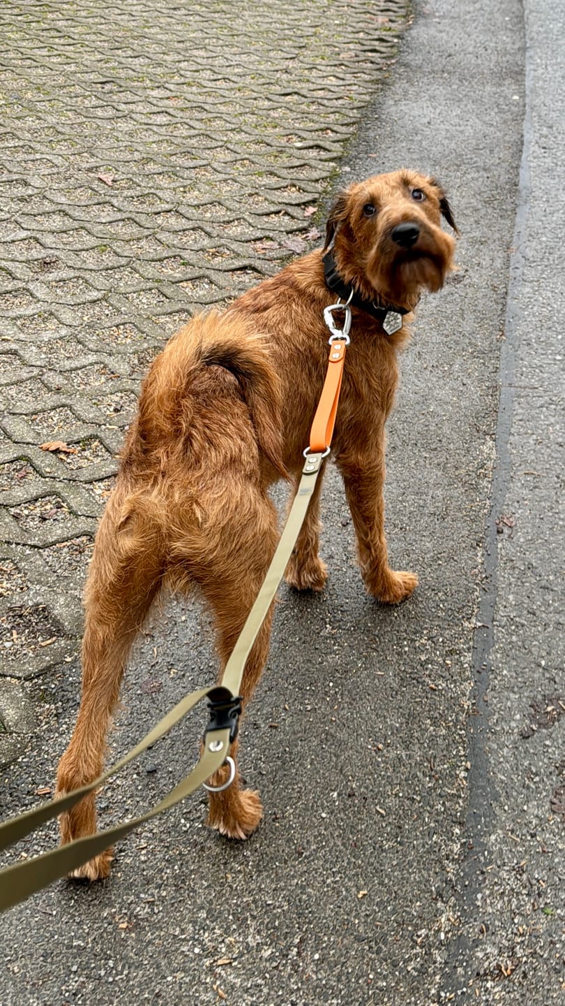 Customer photo review of The Multi QuickLead™ Duo Tone - Dog Leash