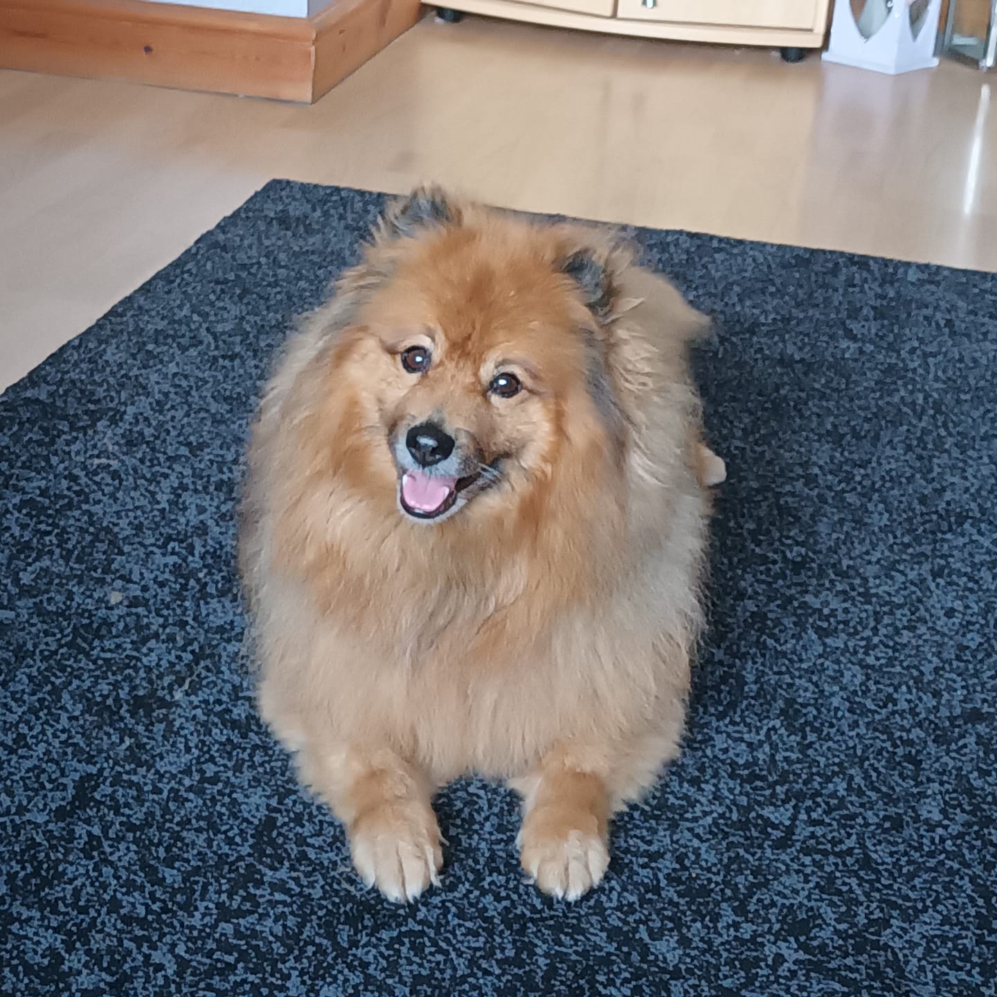Customer photo review of Antibacterial Dental Spray for Dogs, Cats & Pets