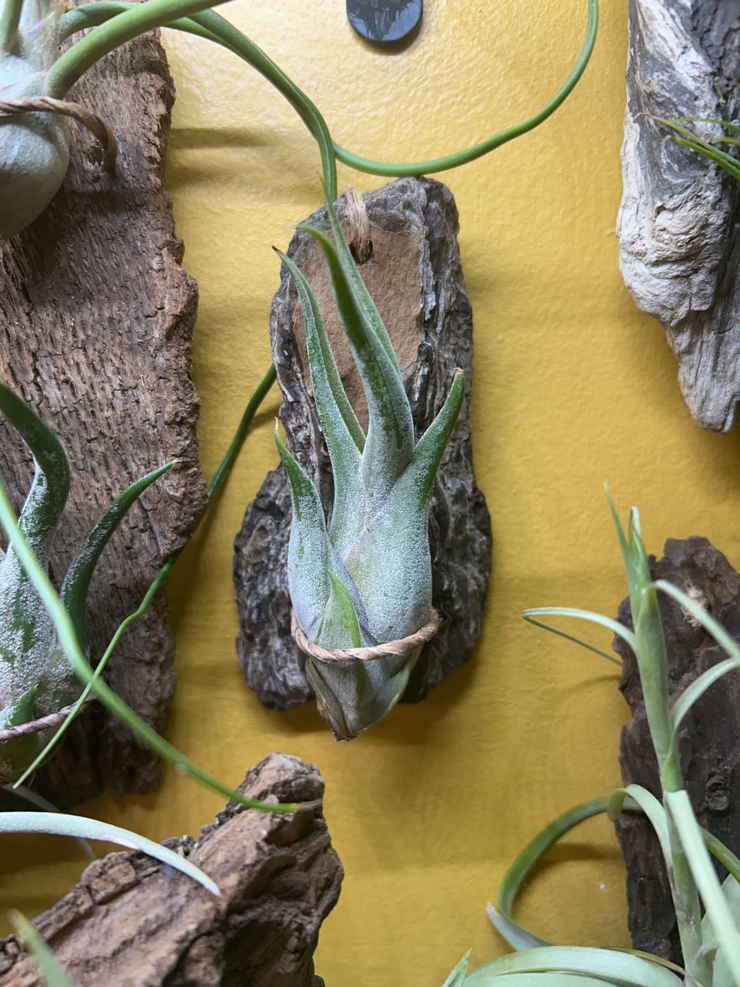 Customer photo review of Caput Medusae  (Beginner Friendly!)