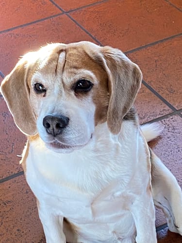 Customer photo review of Dein Haustier als Porträt - Individuelle Leinwand