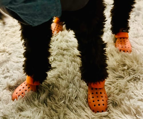 Customer photo review of WagWellies® Mojave Neon Orange
