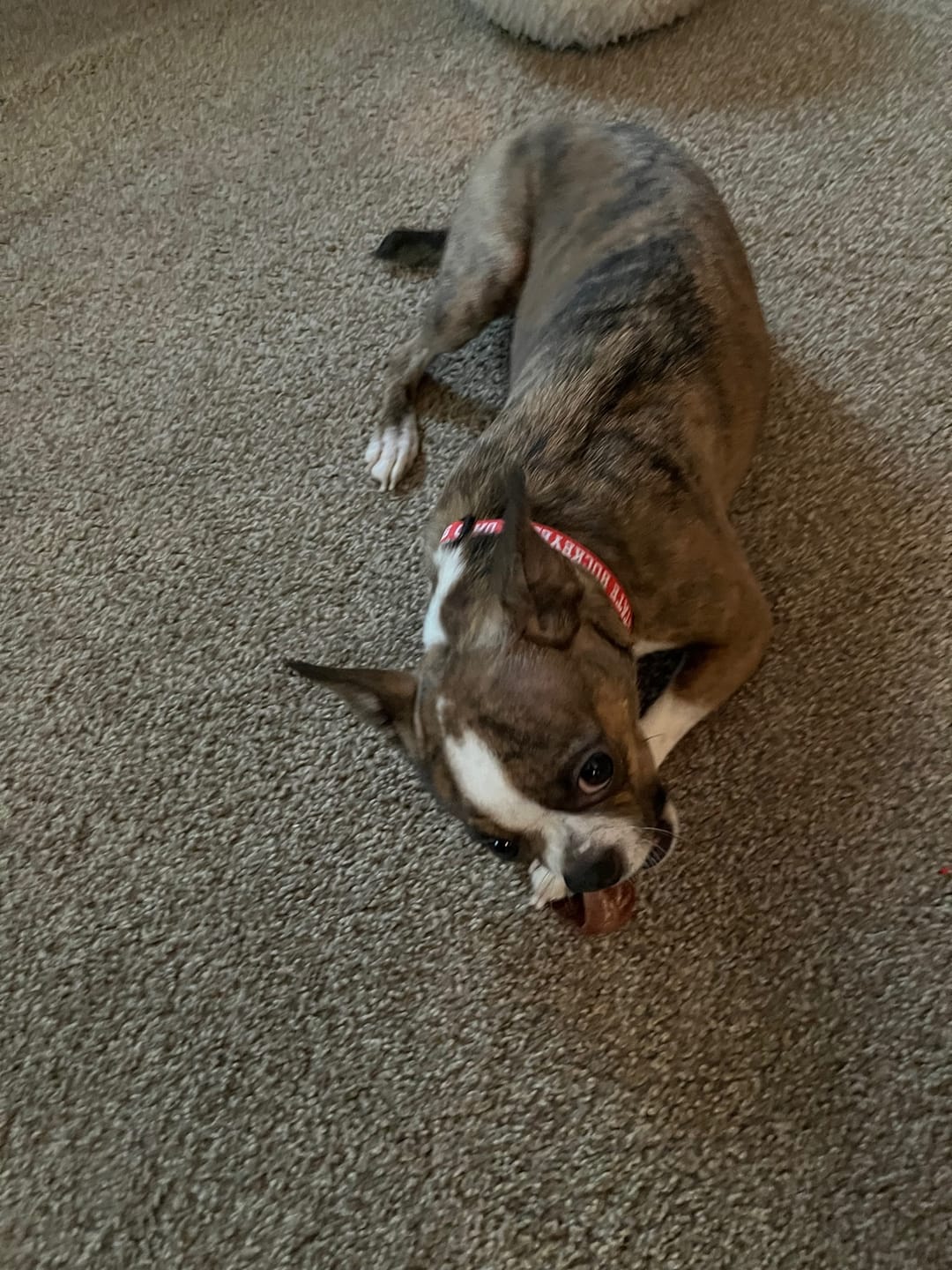 Customer photo review of Small Bully Stick Ring