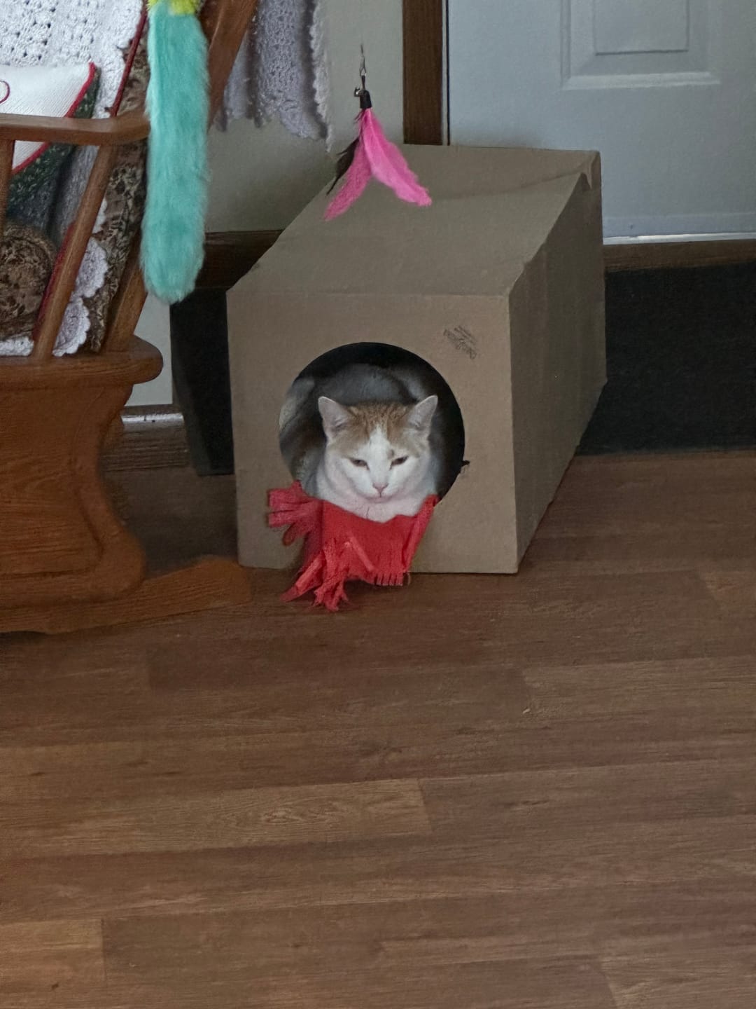 Customer photo review of Hide and Sneak - 2 Pack Unique Cat Tunnel