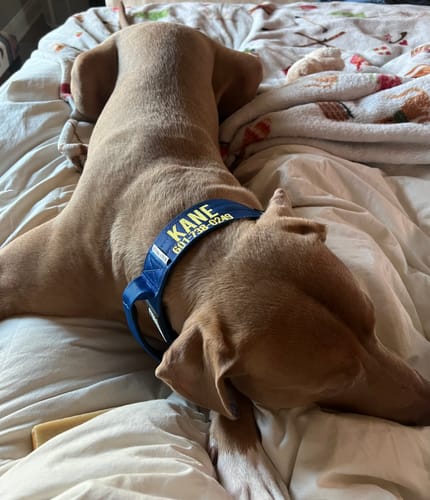 Customer photo review of Blue Bully Proof Collar