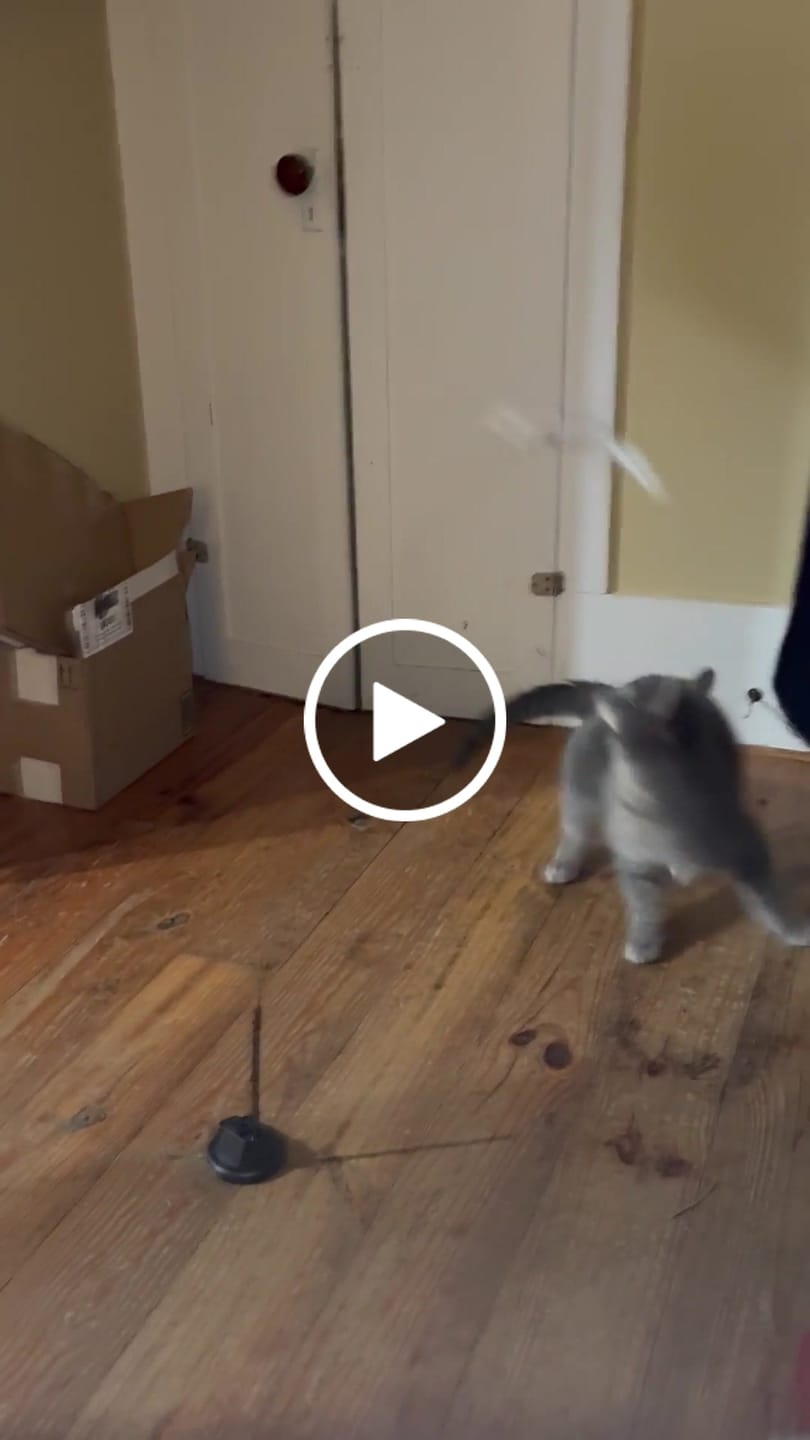 Customer video review of Interactive Bird Simulation Cat Toy Set