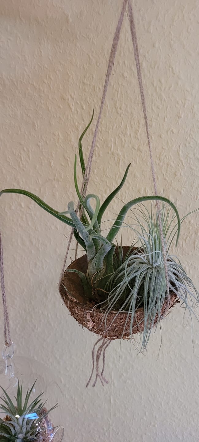 Customer photo review of Tillandsia caput medusae