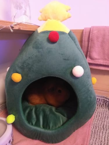 Customer photo review of 🎄 Weihnachtsbaum aus Heu XL – das festliche Highlight für deine Meerschweinchen