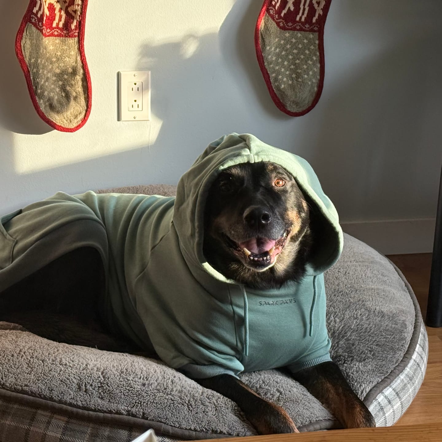 Customer photo review of Essential Dog Hoodie - Teal