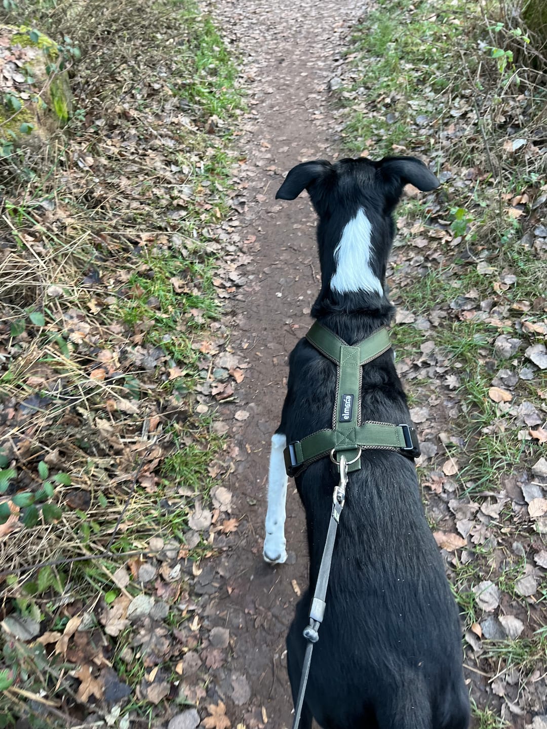 Customer photo review of Windhundgeschirr FUN "Mountain Green"