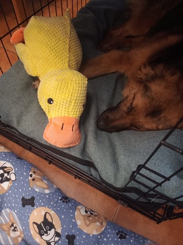 Customer photo review of Duck™ - Il Pupazzo Indistruttibile