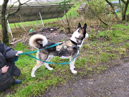 Customer photo review of Escape proof Harness (3 Strap)