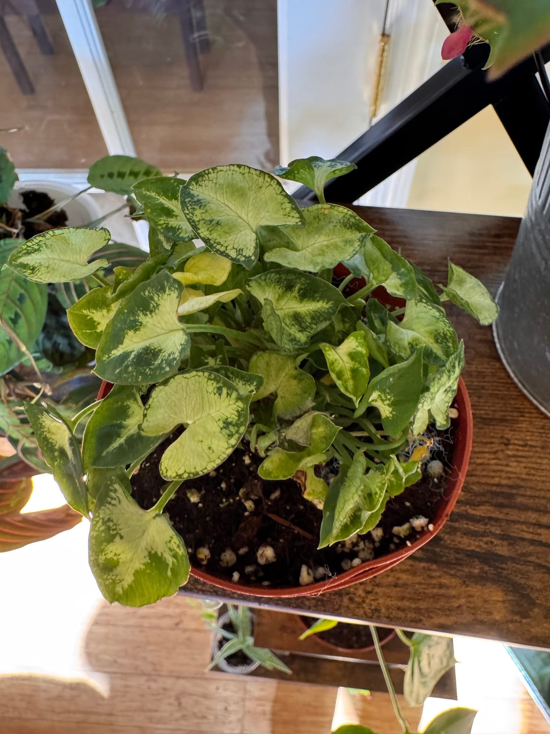 Customer photo review of Syngonium podophyllum 'Pixie'