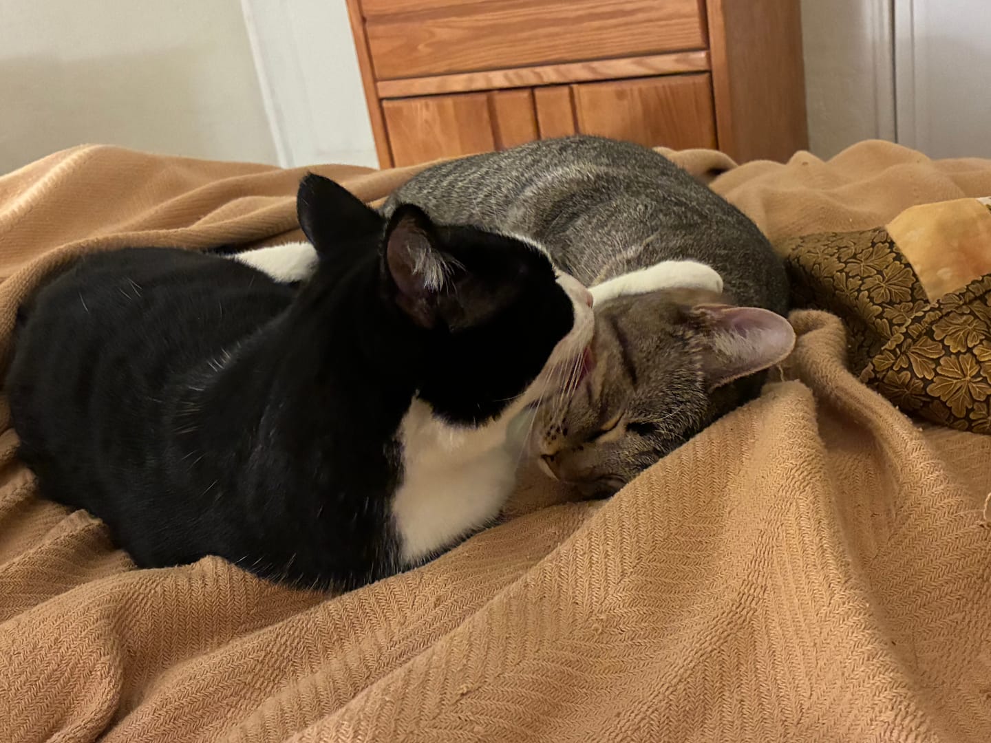 Customer photo review of Hide and Sneak - 2 Pack Unique Cat Tunnel