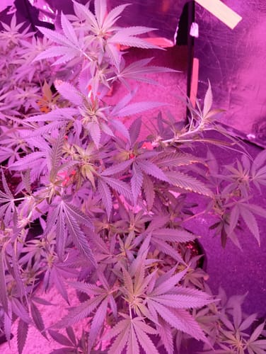 Customer photo review of Hanfstecklinge | Amnesia Lemon