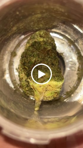 Customer video review of BANANA RUNTZ THCA FLOWER